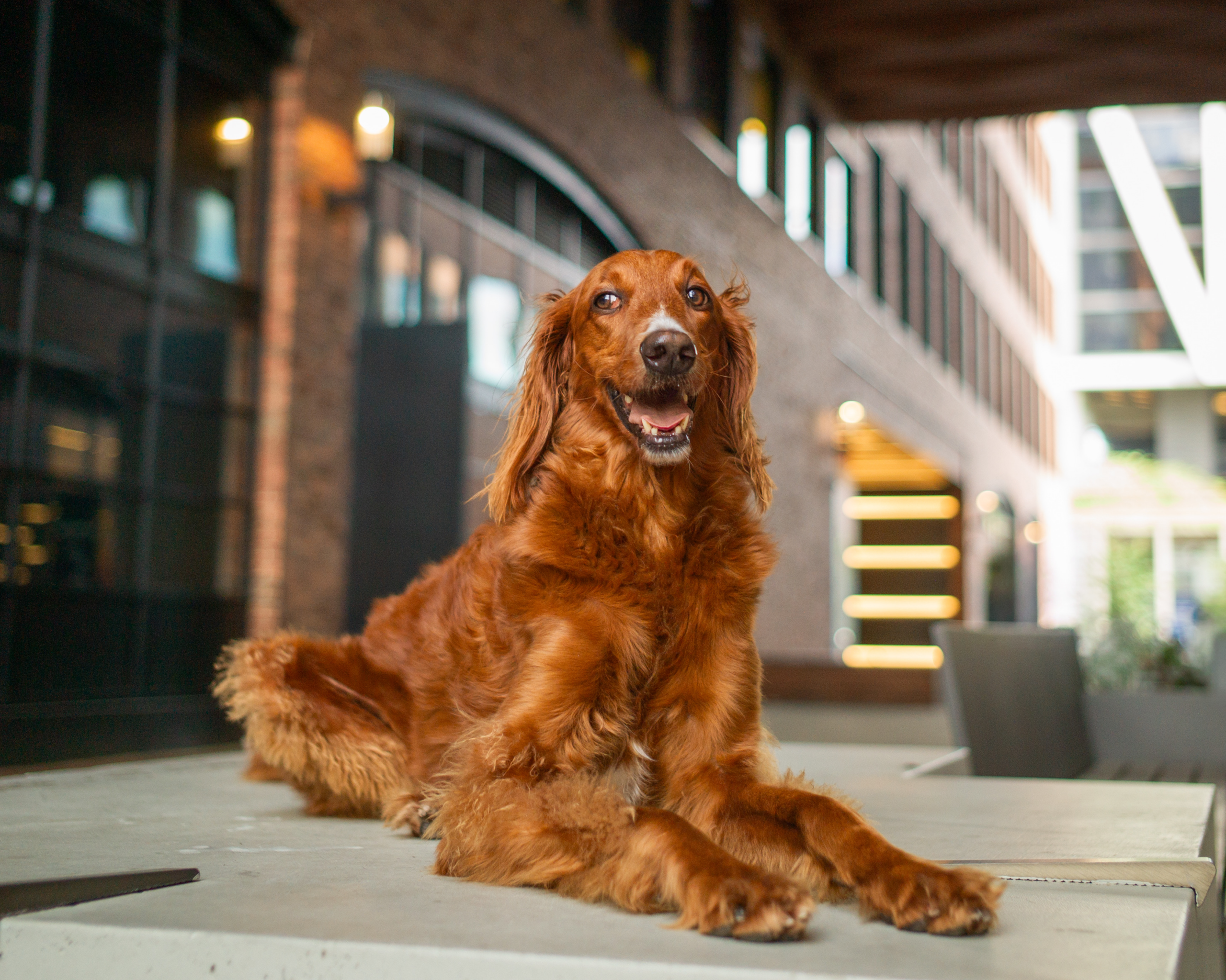About Lingrand Pet Shop